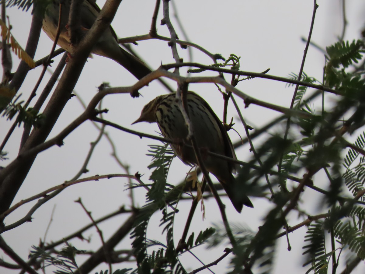 Olive-backed Pipit - ML646542104