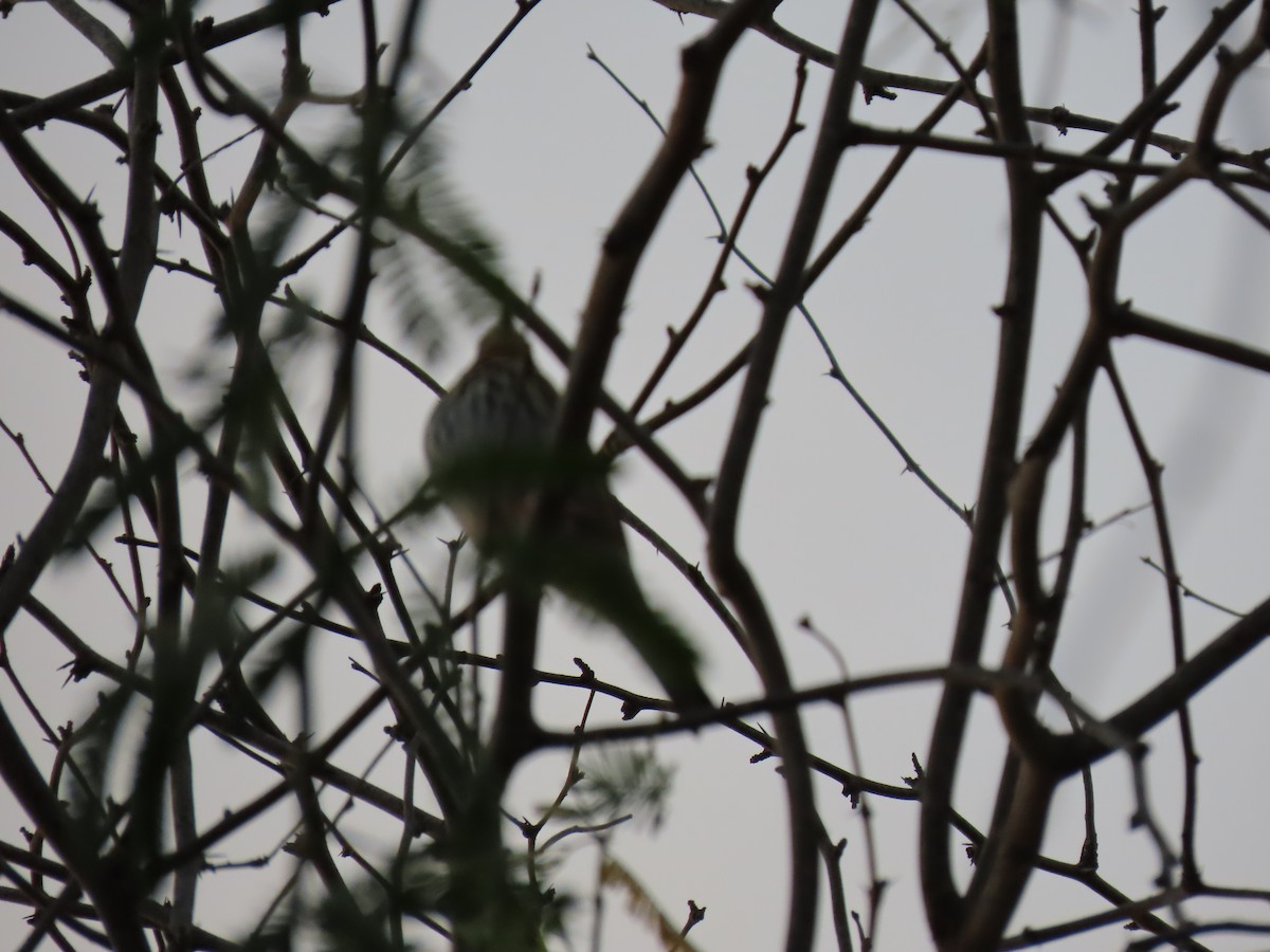 ビンズイ - ML646542105