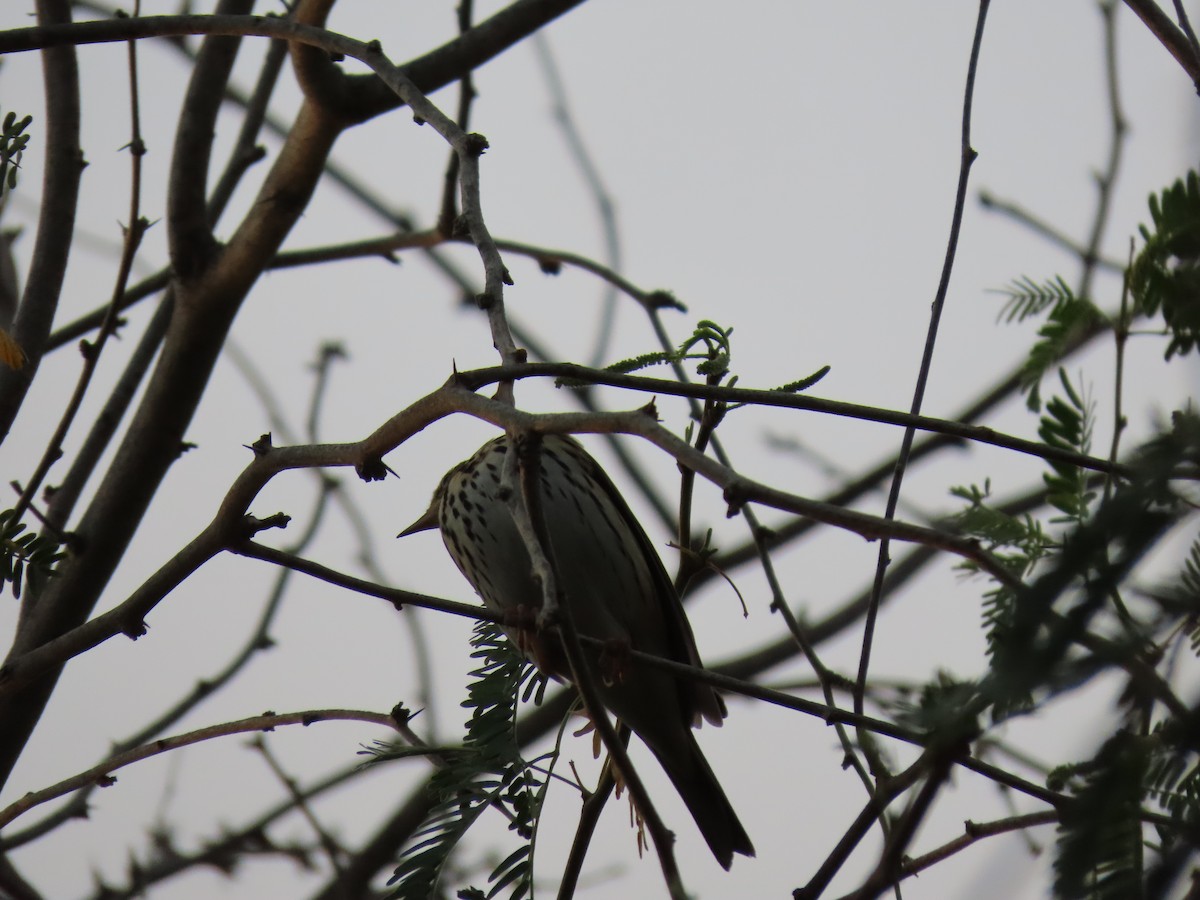 ビンズイ - ML646542106