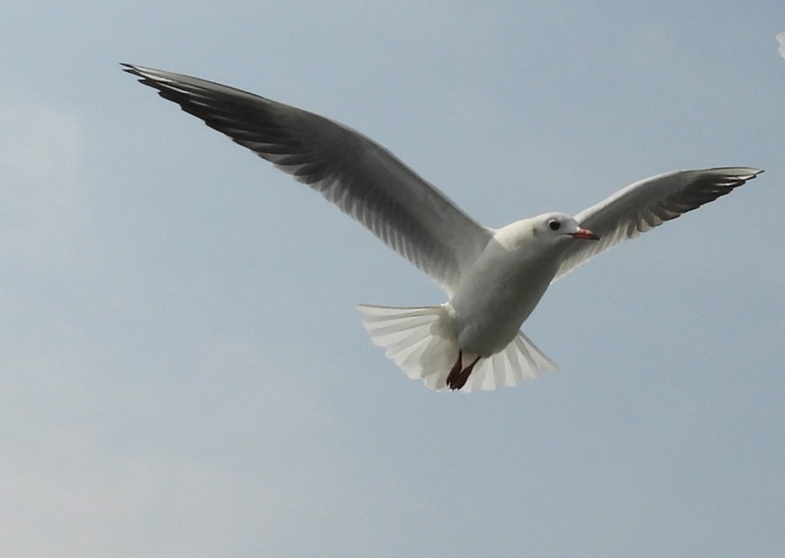 Black-headed Gull - ML646542108