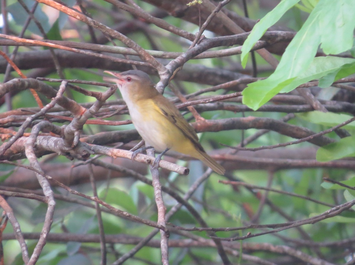 Yellow-green Vireo - ML646542109