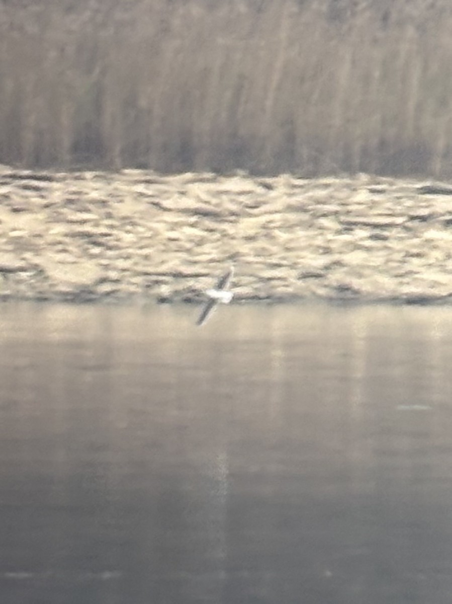 racek malý - ML646542111