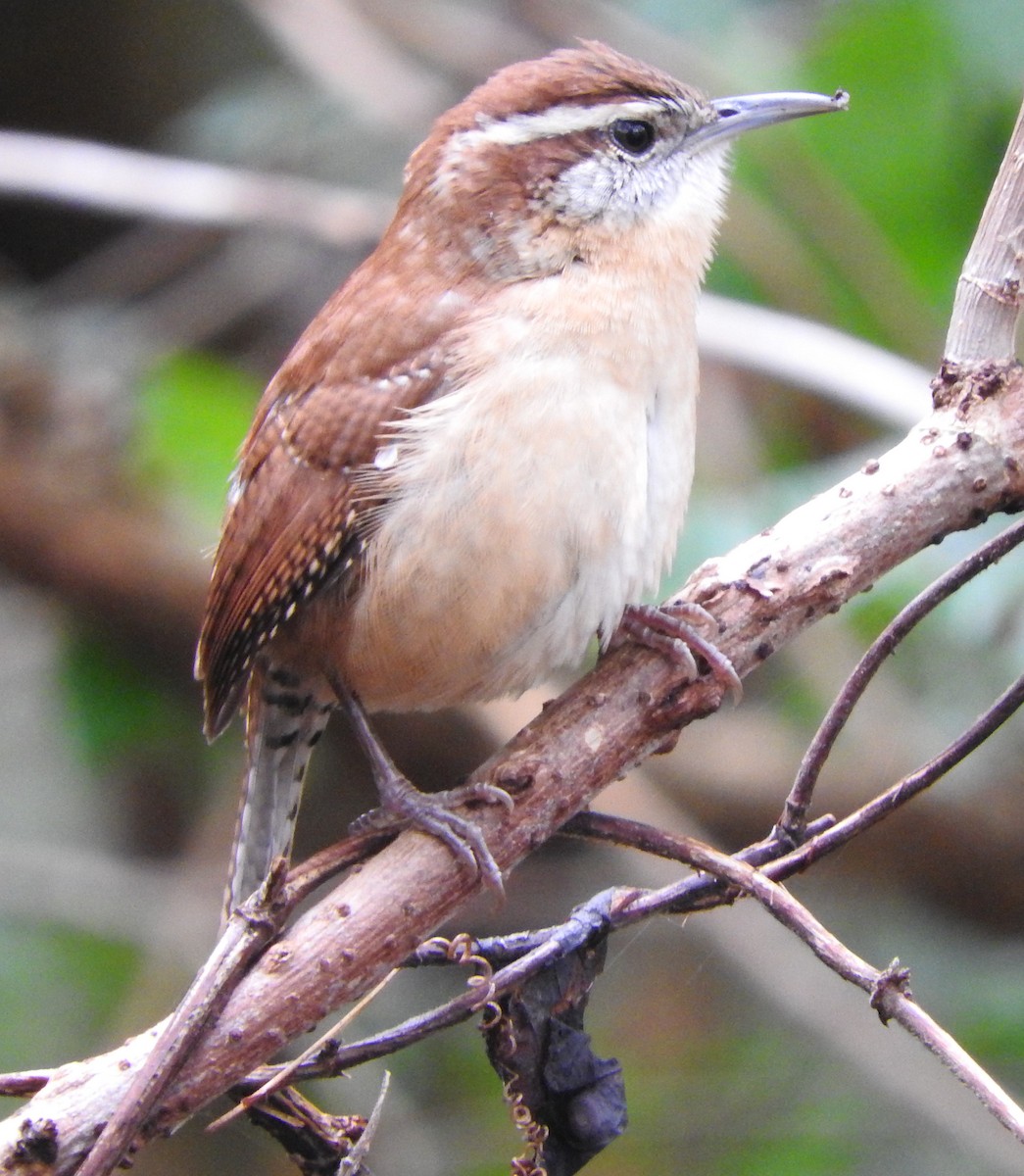 střízlík karolínský - ML646542113