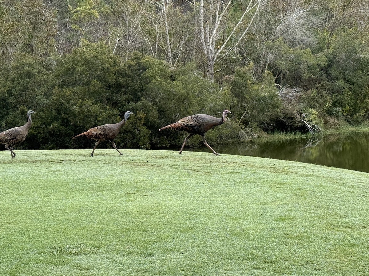 krocan divoký - ML646542115