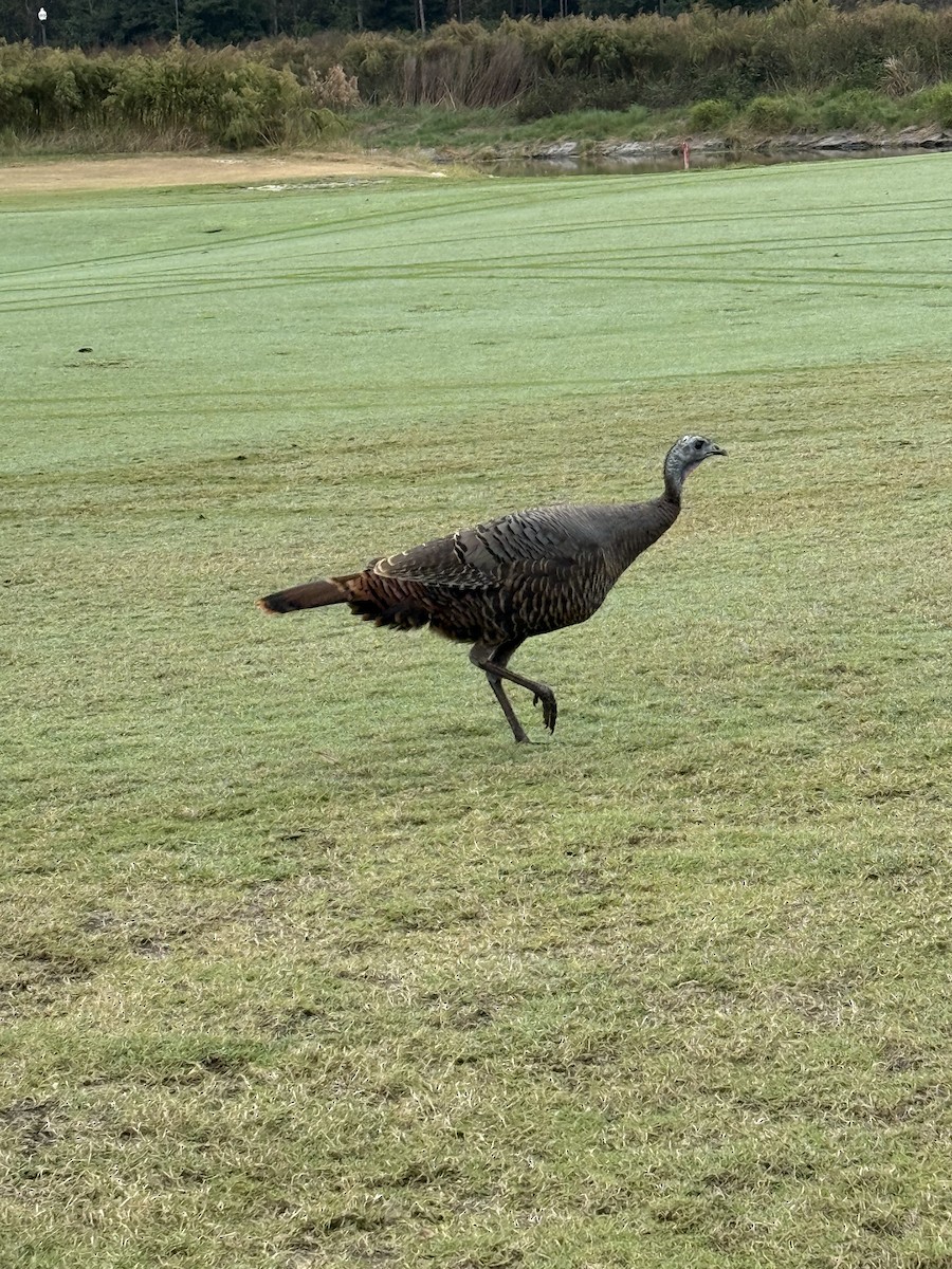 krocan divoký - ML646542116