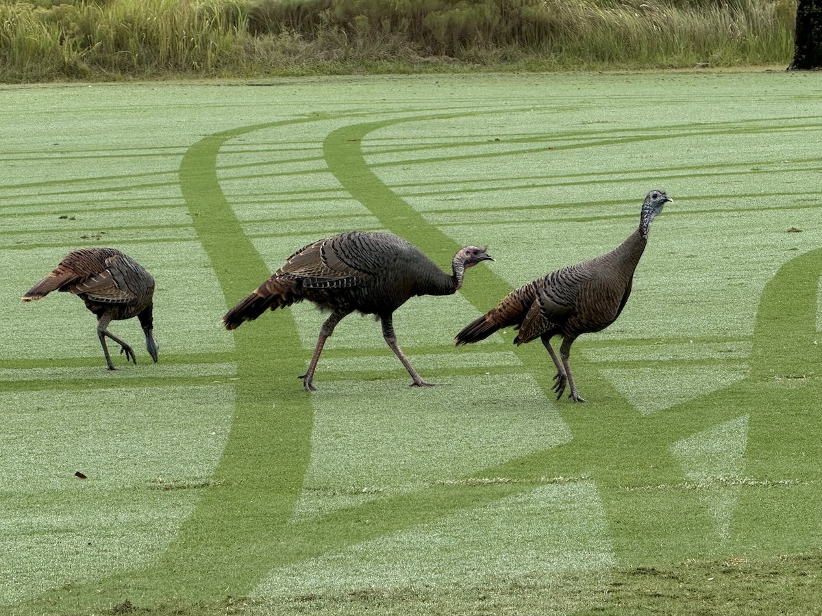 krocan divoký - ML646542117