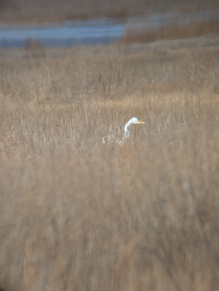 Koartza zuria - ML646542118