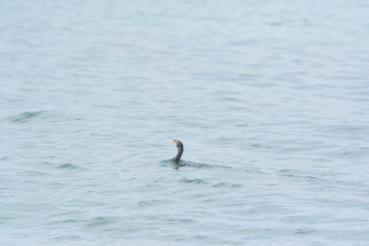 Neotropic Cormorant - ML646542119