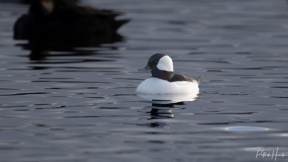 Büffelkopfente - ML646542120