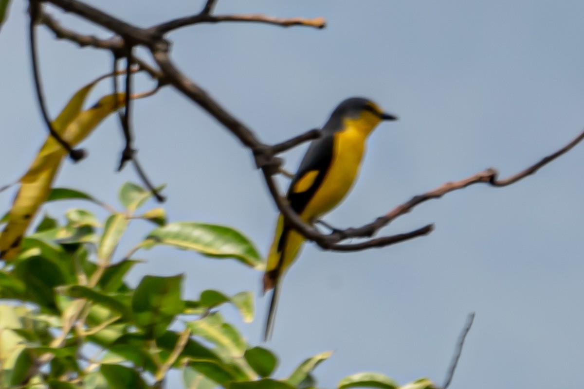 Orange Minivet - ML646542125
