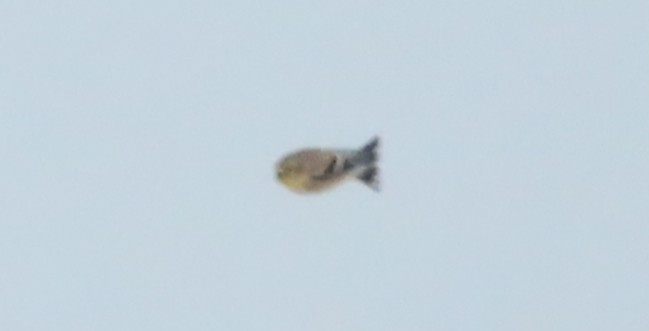 American Goldfinch - ML646542126
