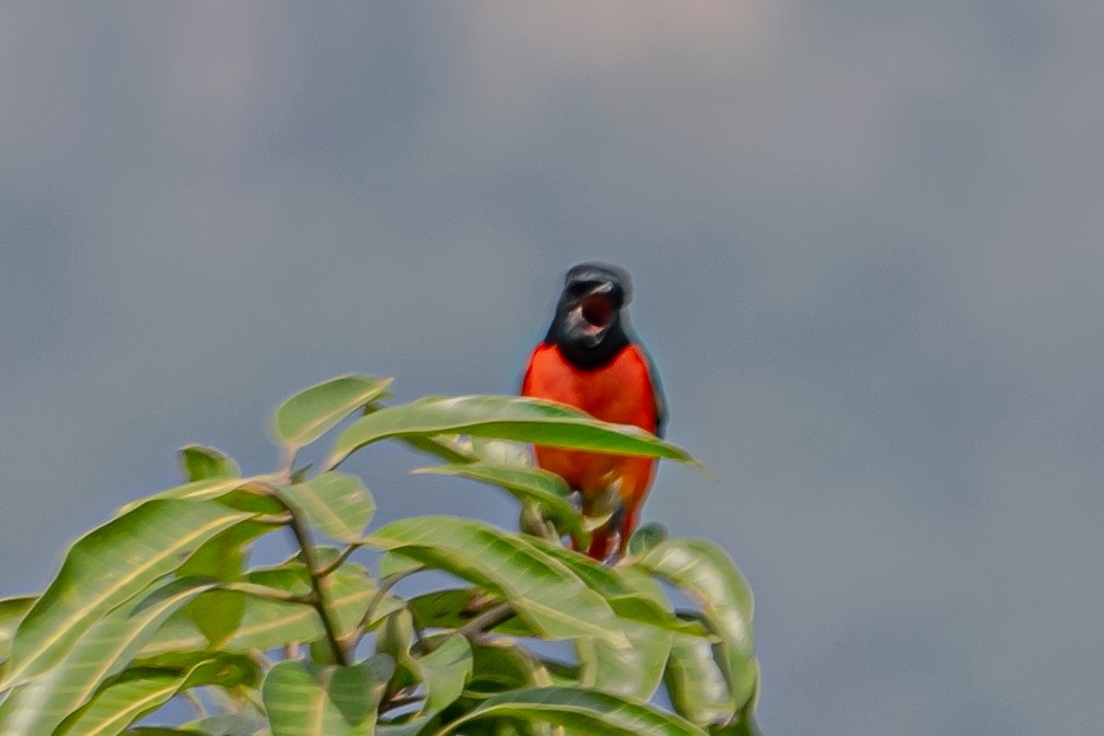 Orange Minivet - ML646542131