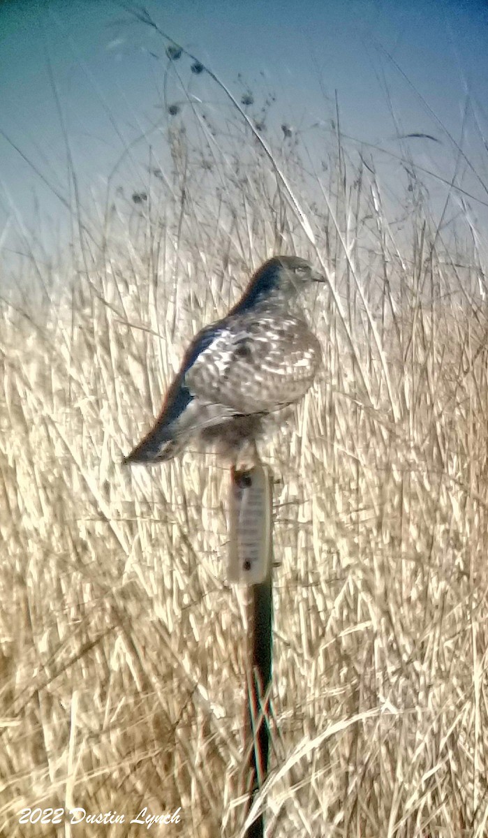 Red-tailed Hawk - ML646542135