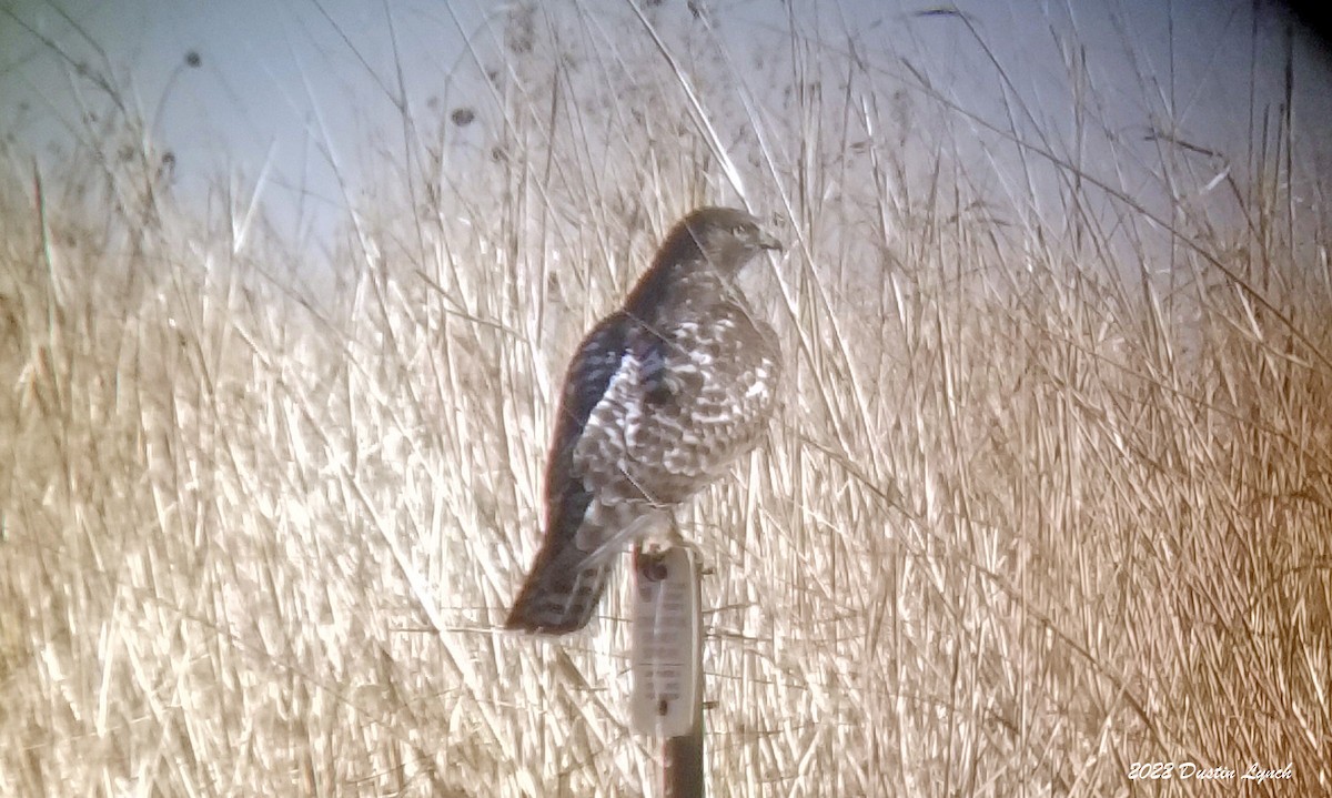 Red-tailed Hawk - ML646542137