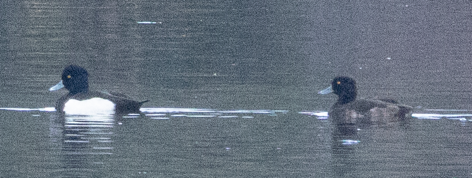 Гэзэгт шумбуур - ML646542141