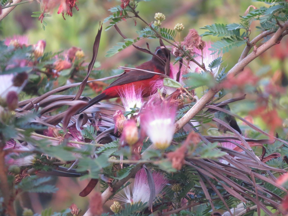 セアカフウキンチョウ - ML646542147