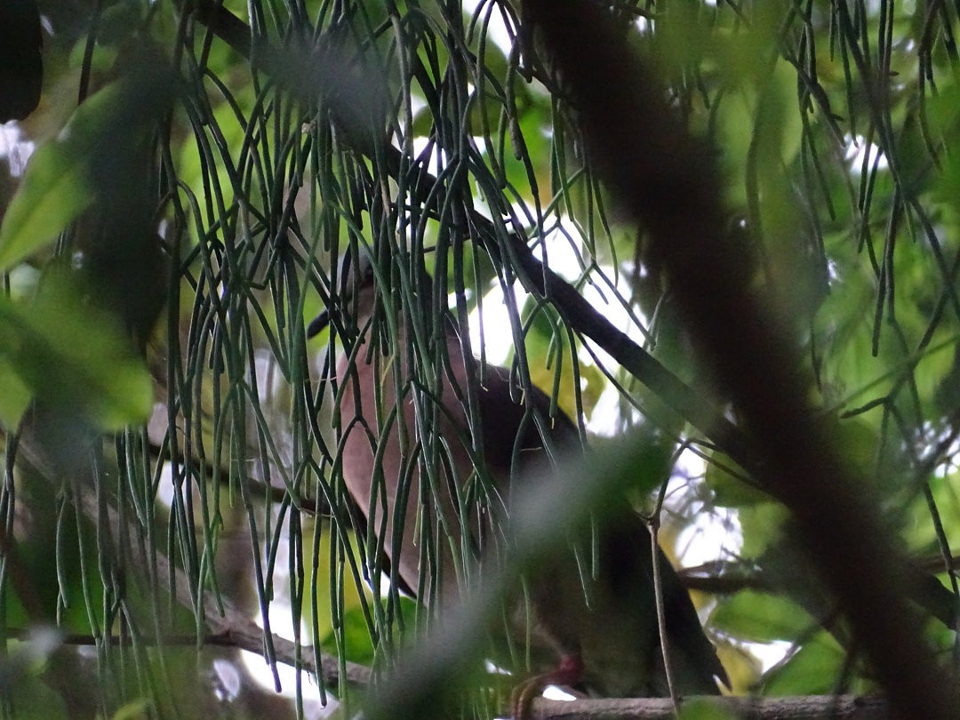 ハイビタイシャコバト - ML646542148