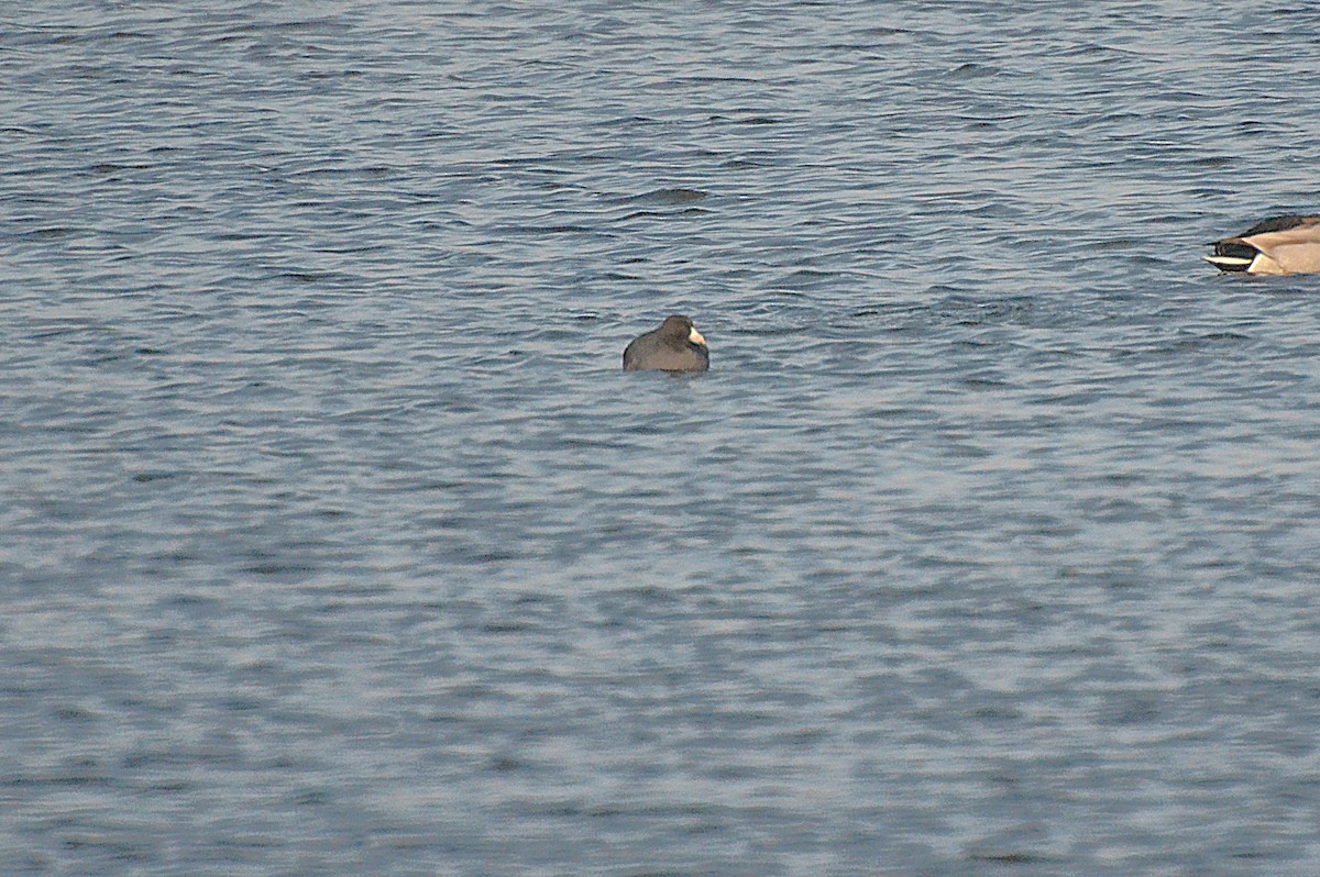 アメリカオオバン - ML646542149