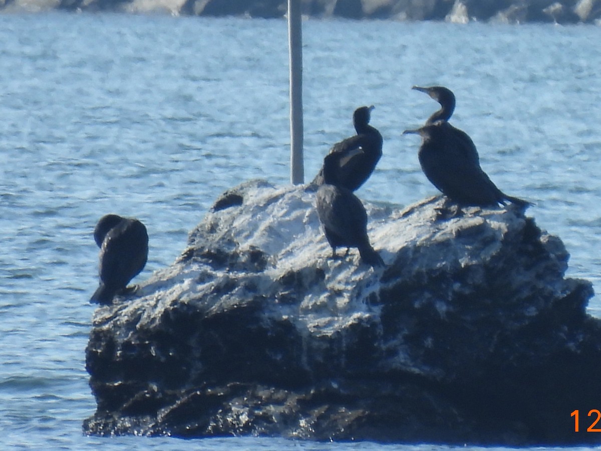 カワウ - ML646542150