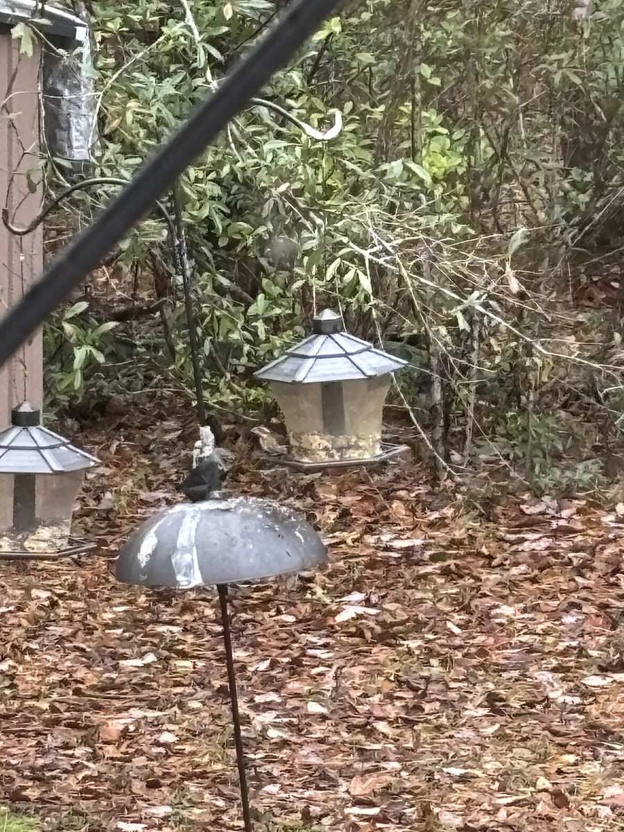 ムラサキマシコ - ML646542151