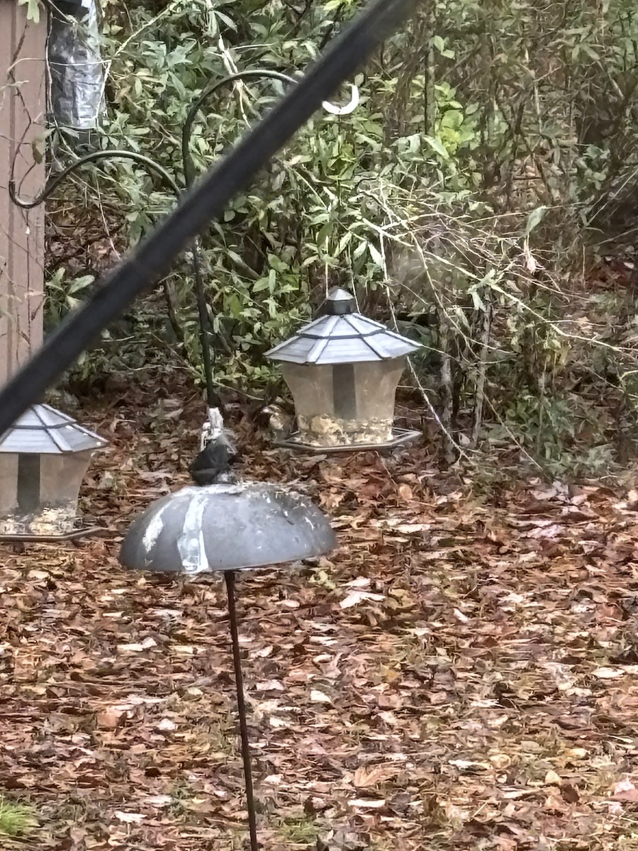 ムラサキマシコ - ML646542152