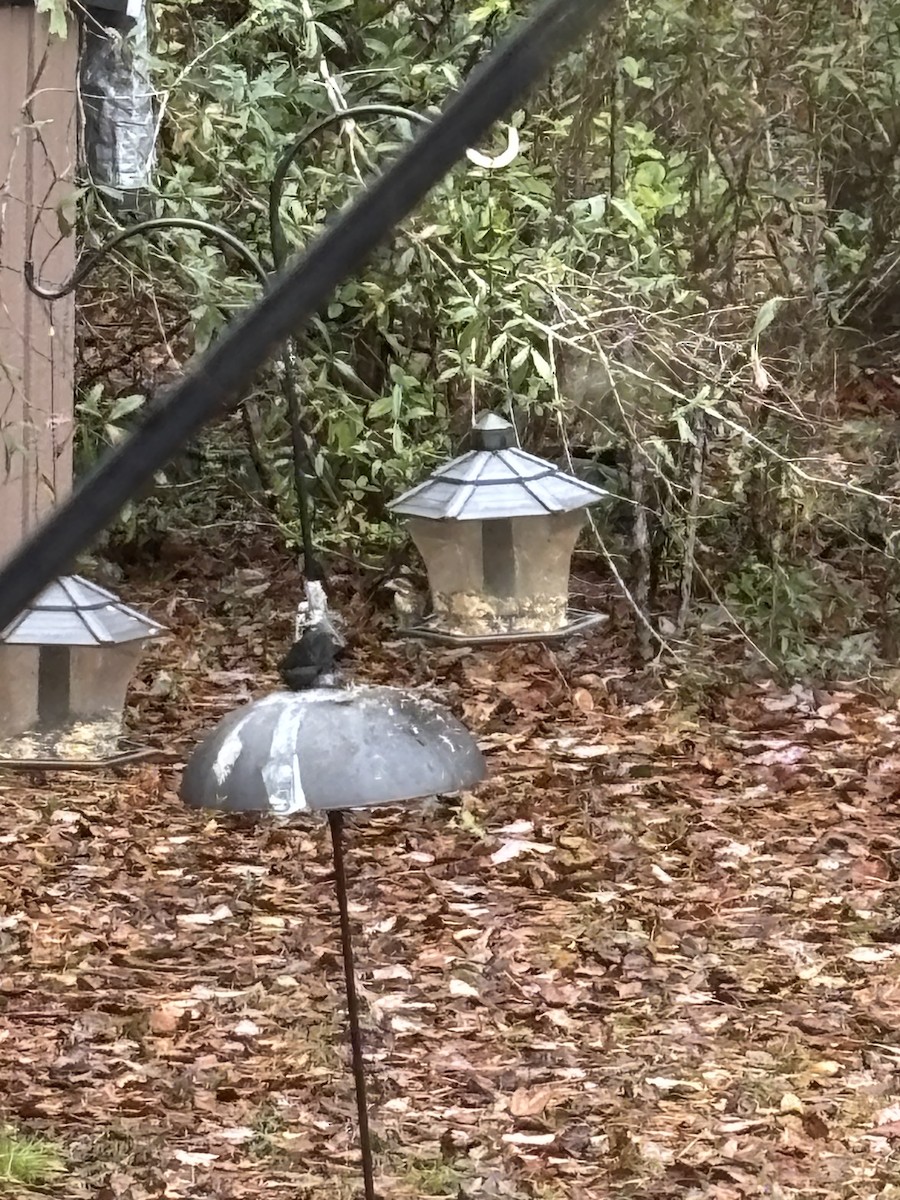 ムラサキマシコ - ML646542153