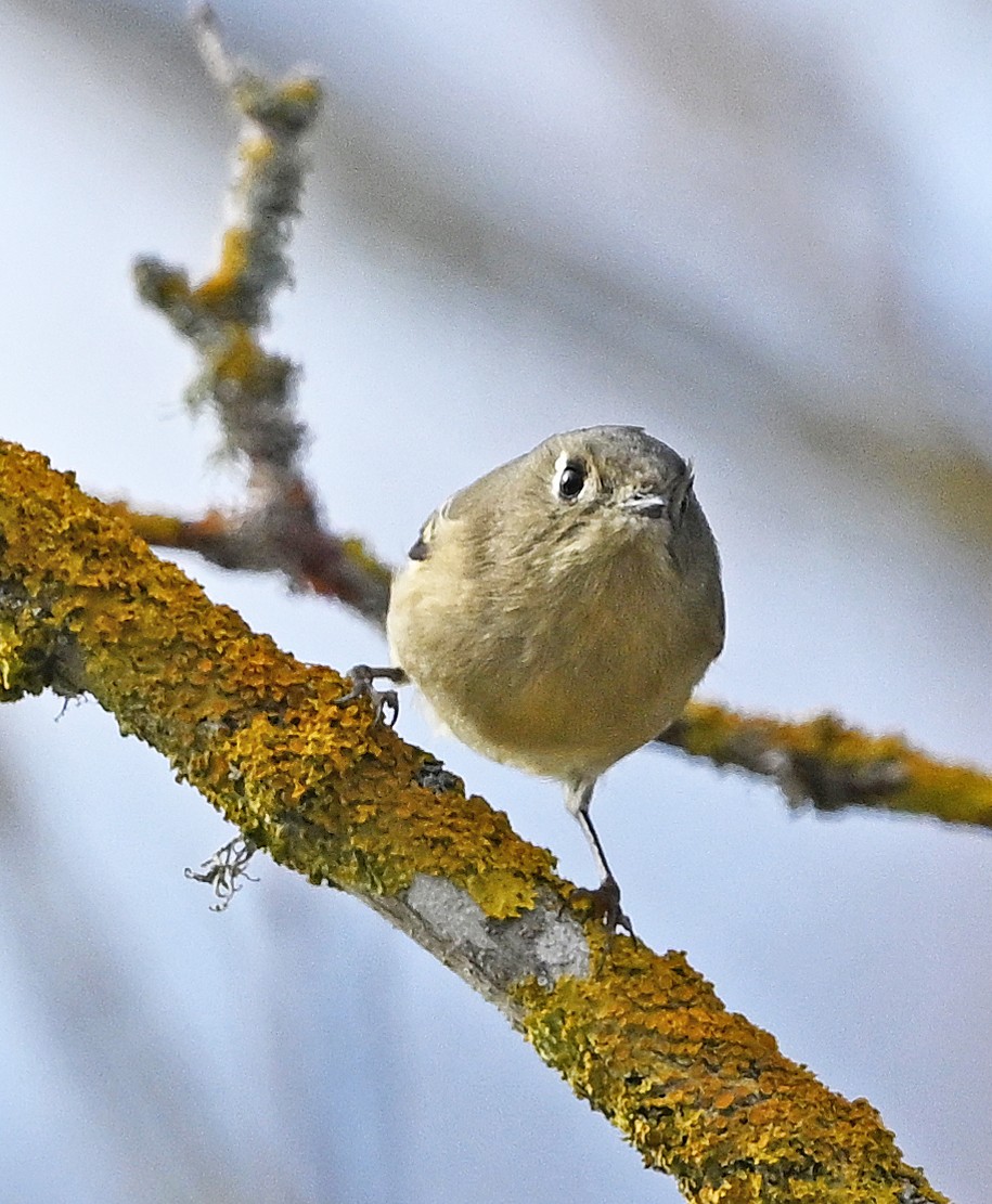 ルビーキクイタダキ - ML646542154