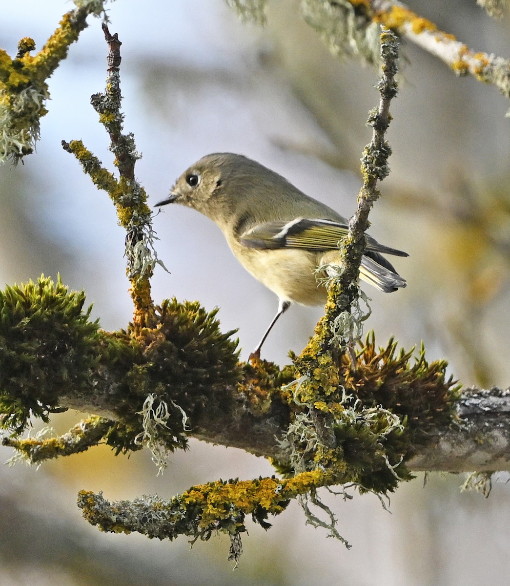 ルビーキクイタダキ - ML646542155