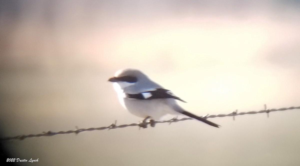 アメリカオオモズ - ML646542156