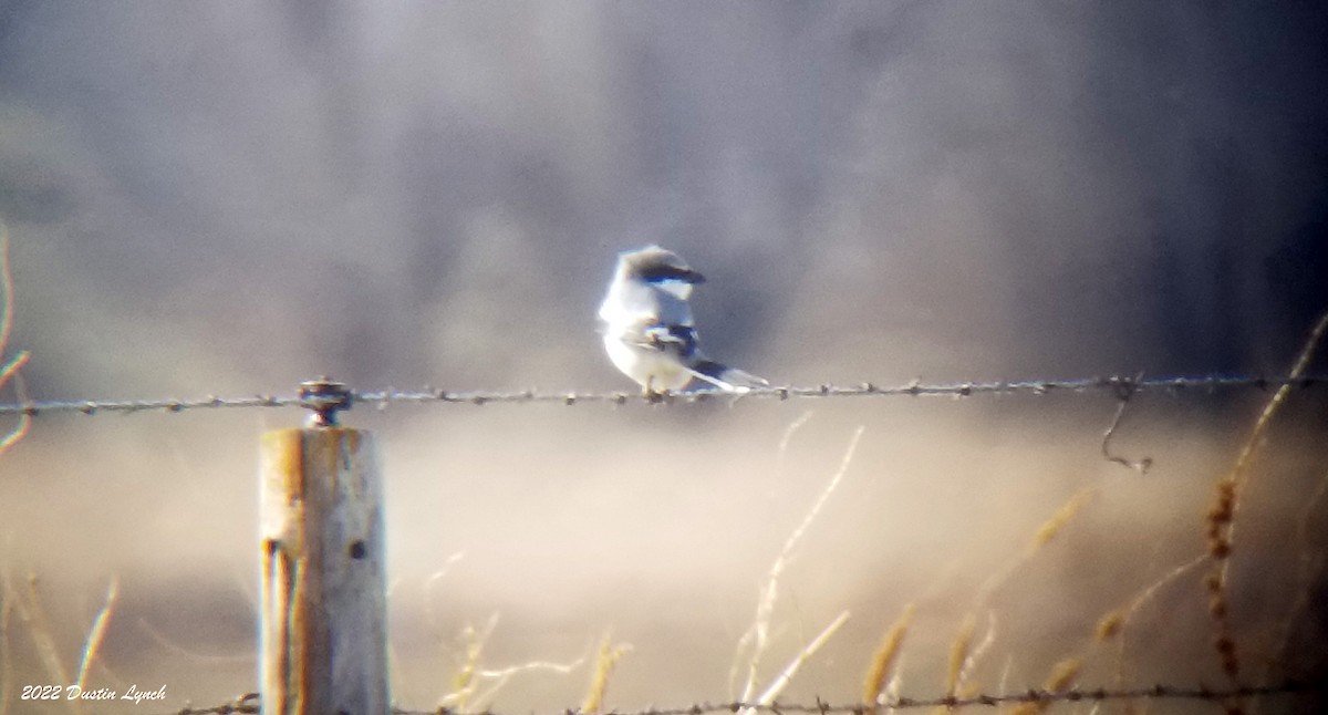 アメリカオオモズ - ML646542157