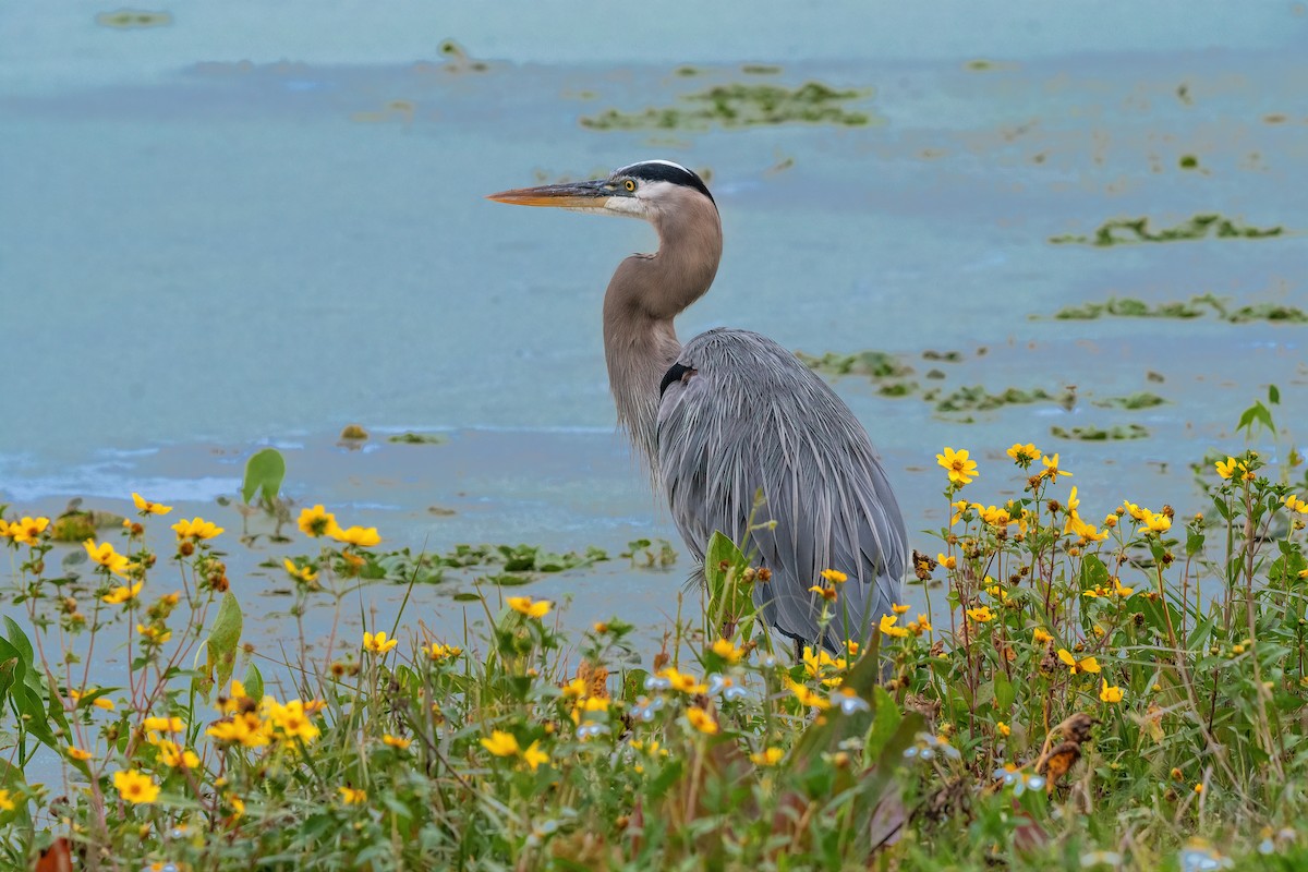 オオアオサギ - ML646542158