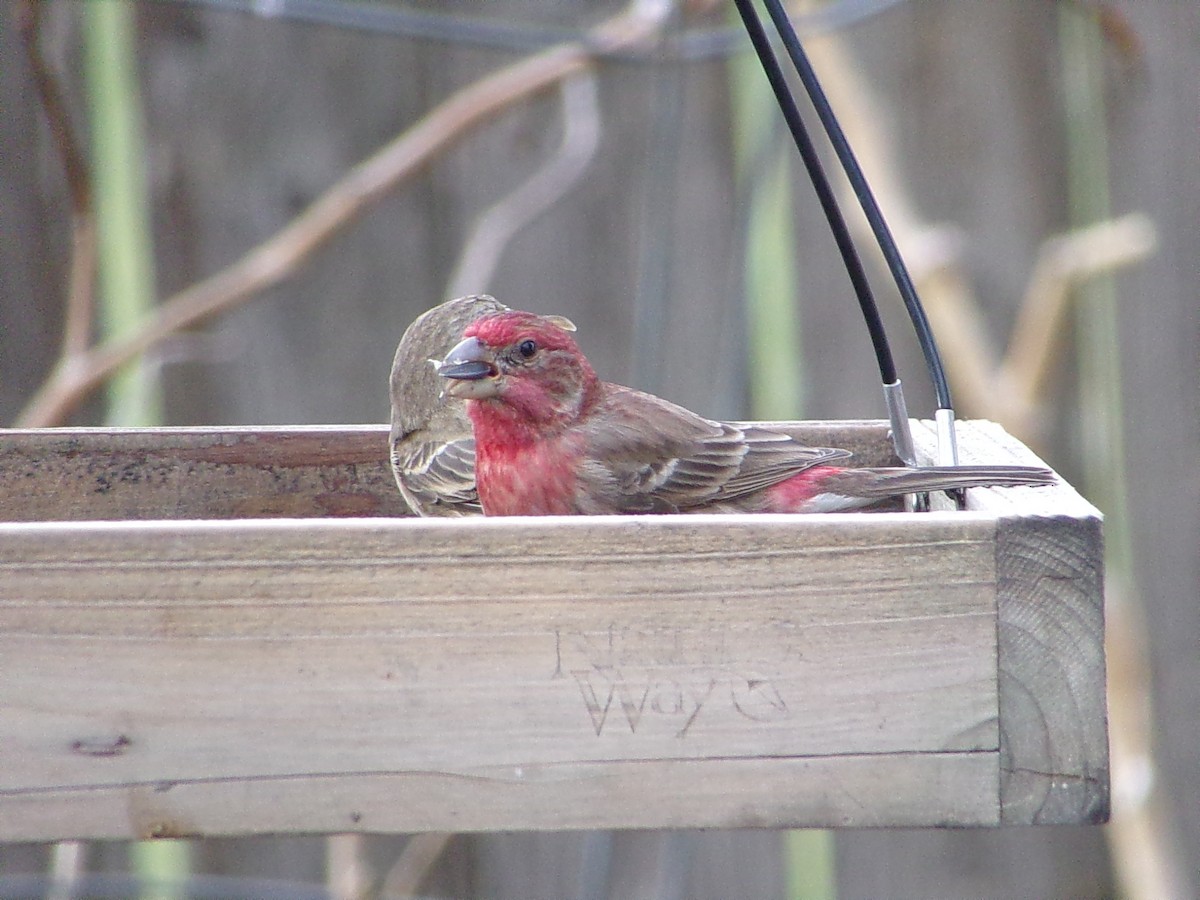 メキシコマシコ - ML646542159