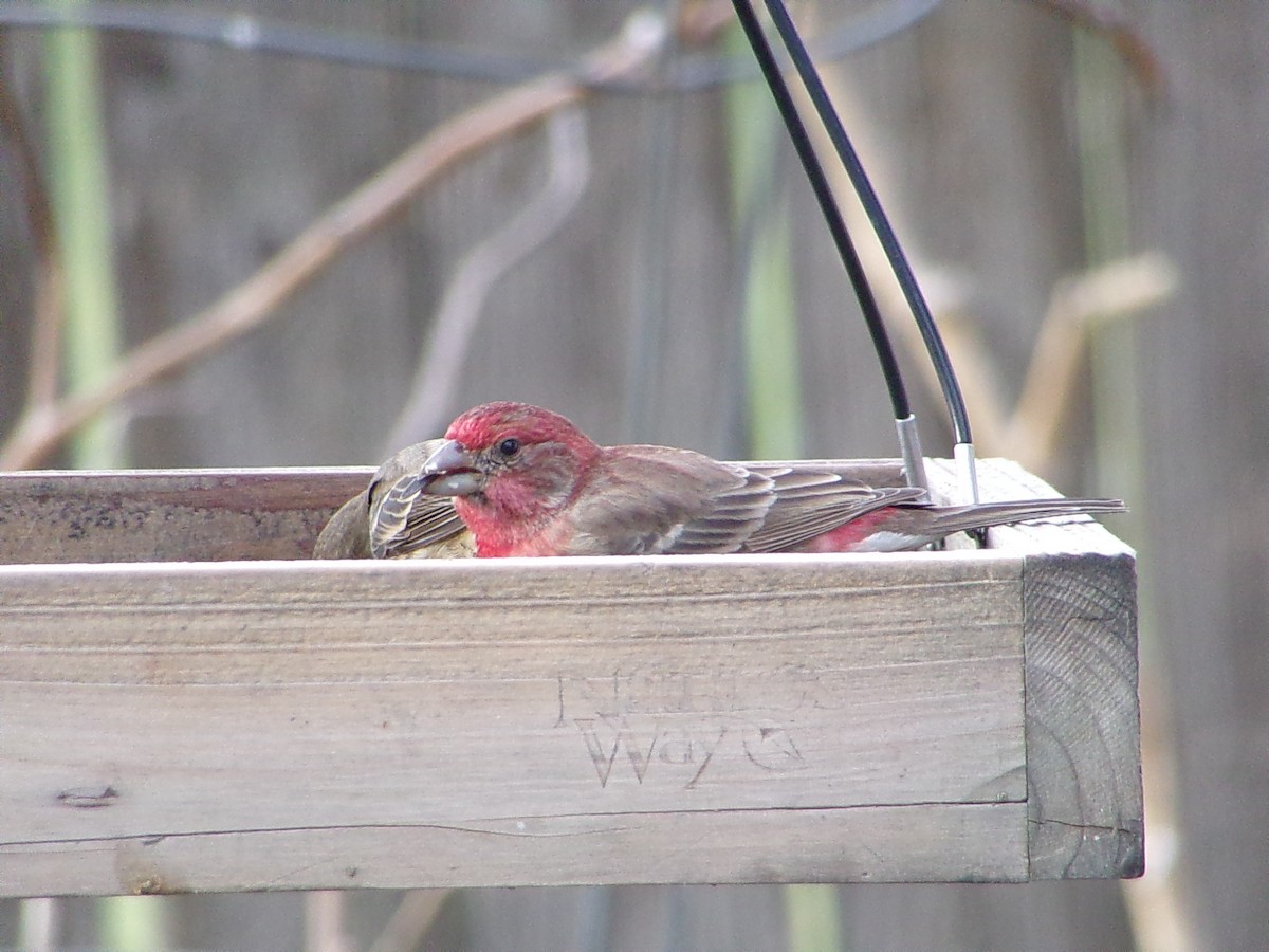 メキシコマシコ - ML646542160