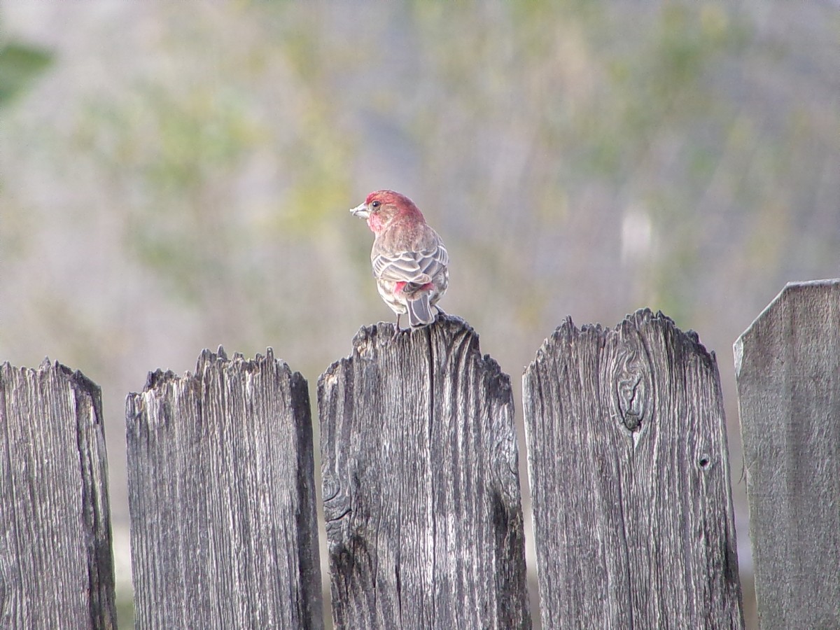 メキシコマシコ - ML646542161