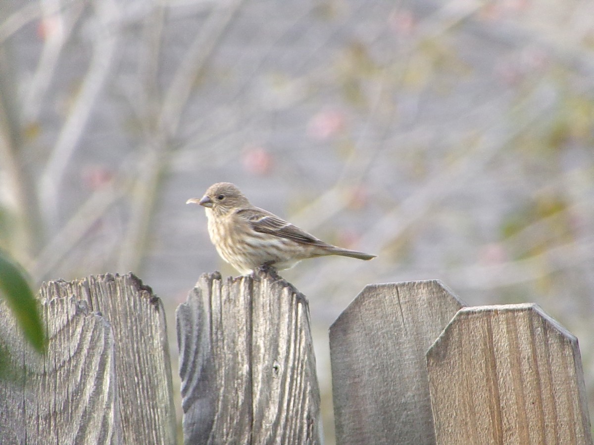 メキシコマシコ - ML646542162