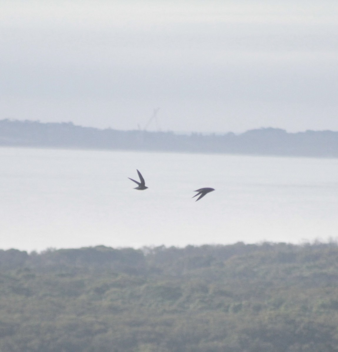 ハリオアマツバメ - ML646542165