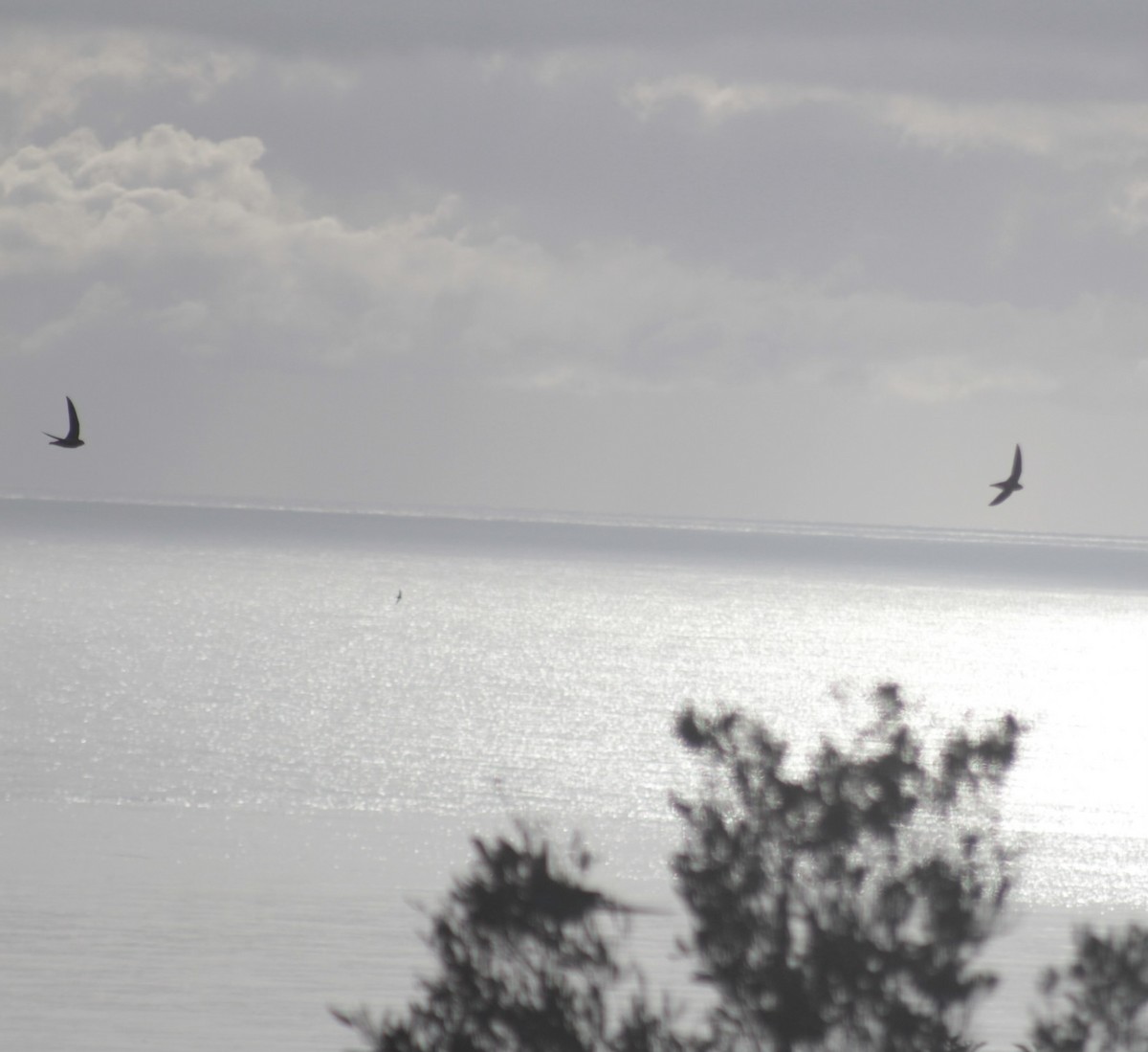 ハリオアマツバメ - ML646542166