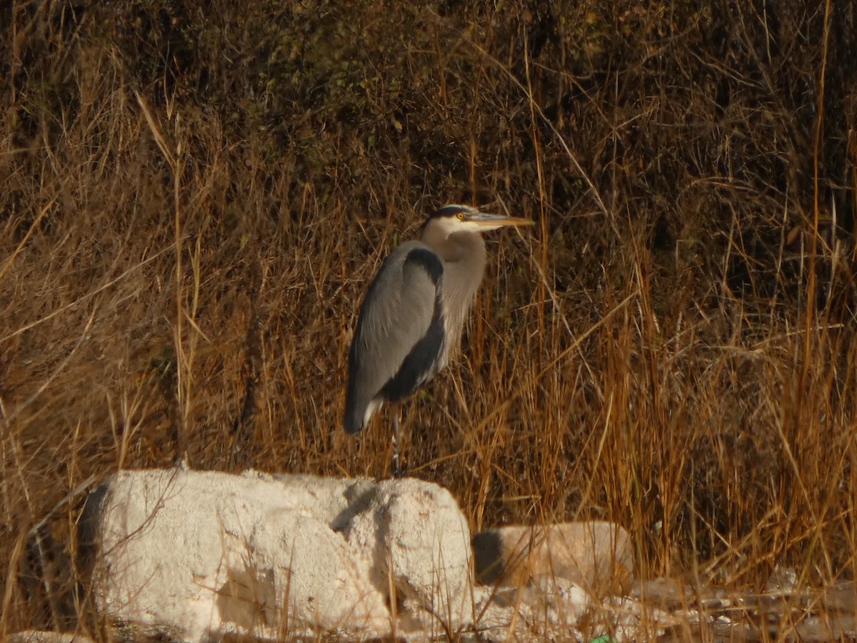 オオアオサギ - ML646542167