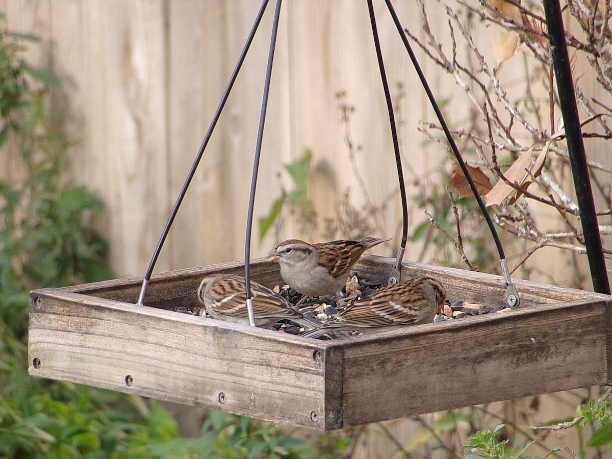 チャガシラヒメドリ - ML646542168