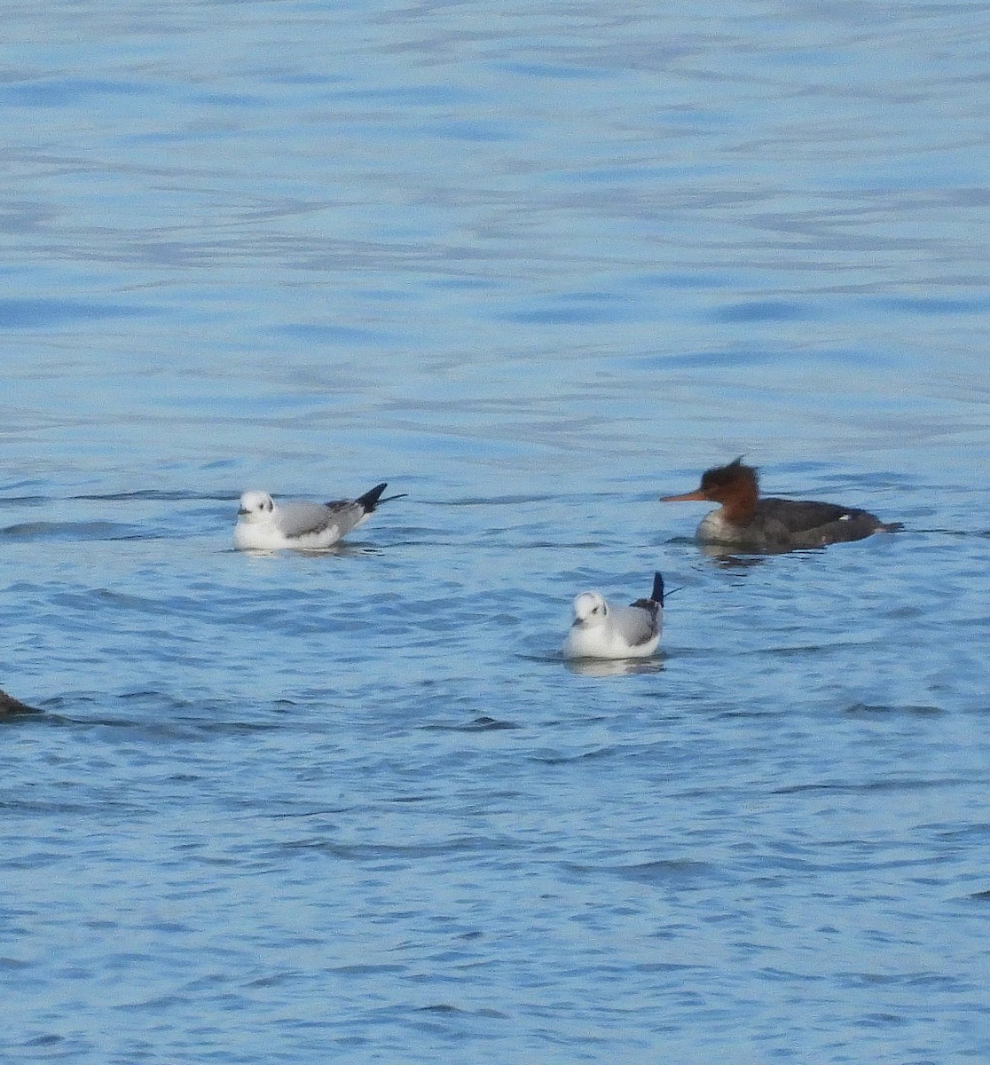 ボナパルトカモメ - ML646542169