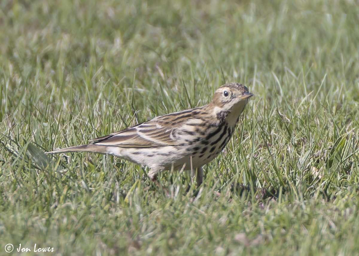 ムネアカタヒバリ - ML646542170