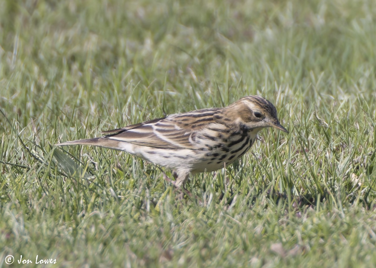 ムネアカタヒバリ - ML646542171