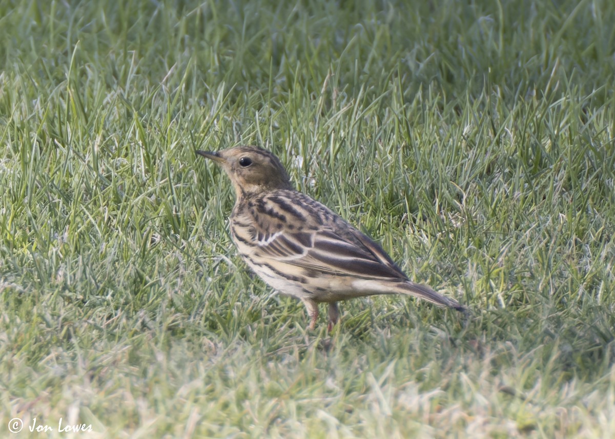 ムネアカタヒバリ - ML646542172