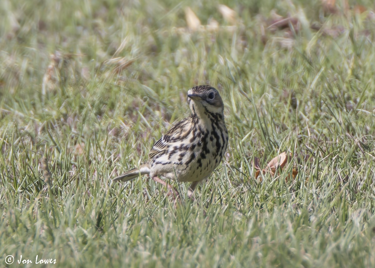 Краснозобый конёк - ML646542173