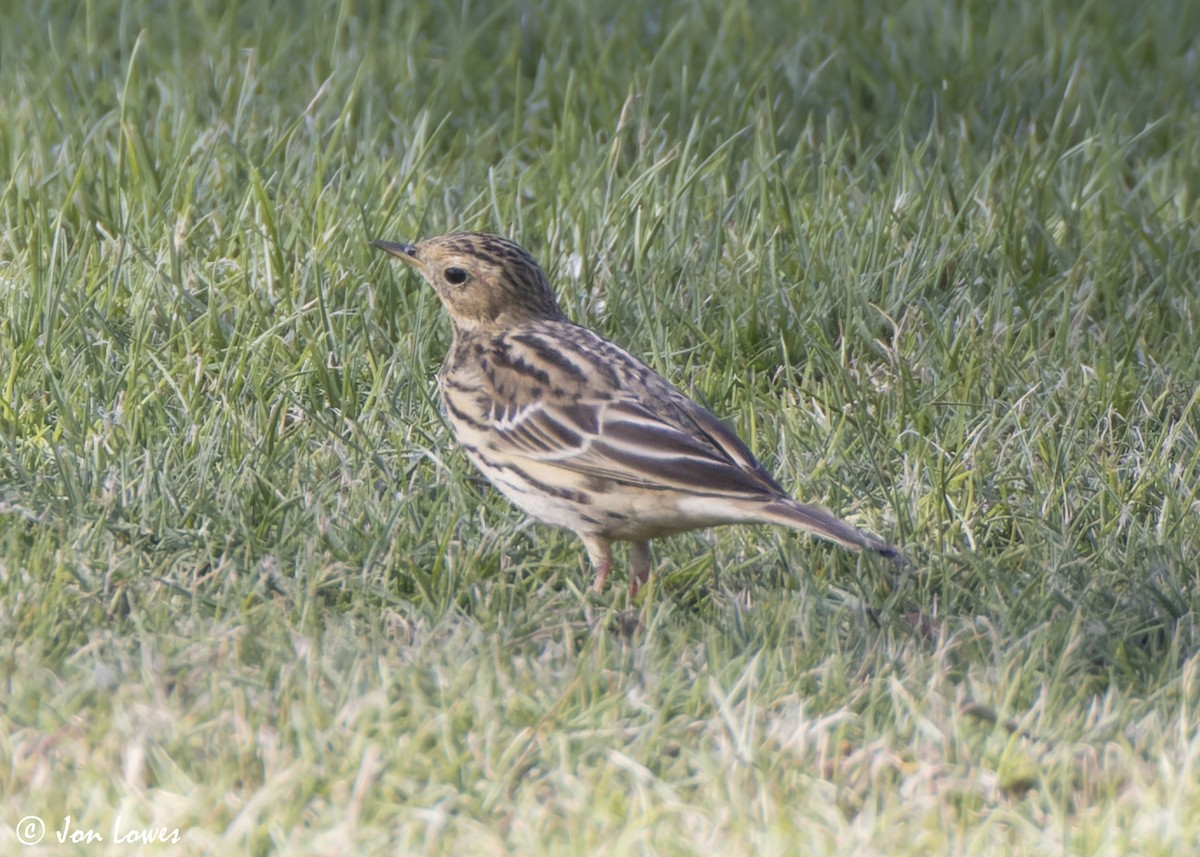 ムネアカタヒバリ - ML646542174