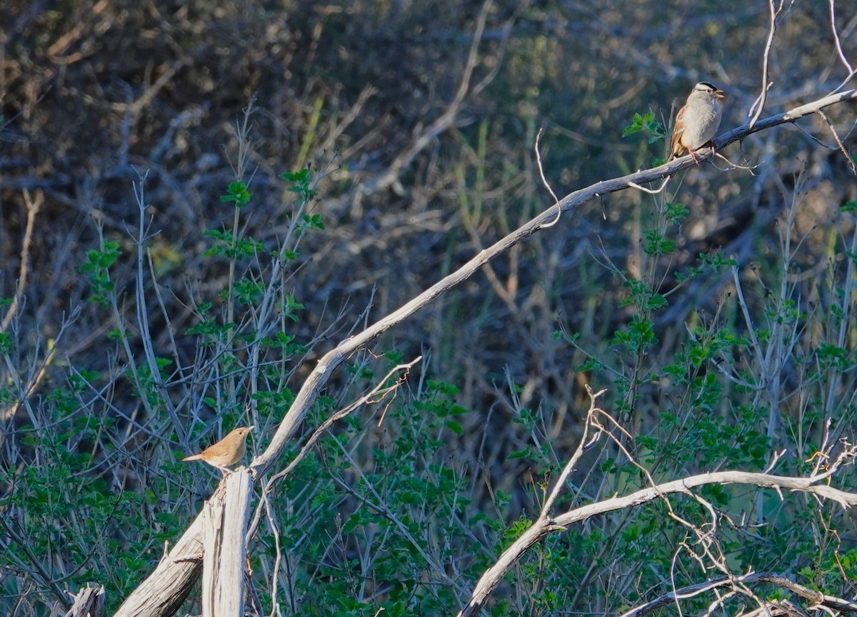ミヤマシトド - ML646542175