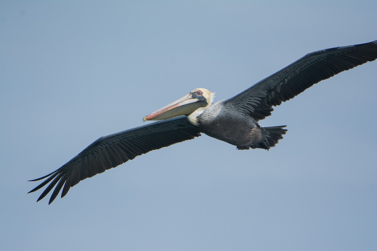 Brown Pelican - ML646542176