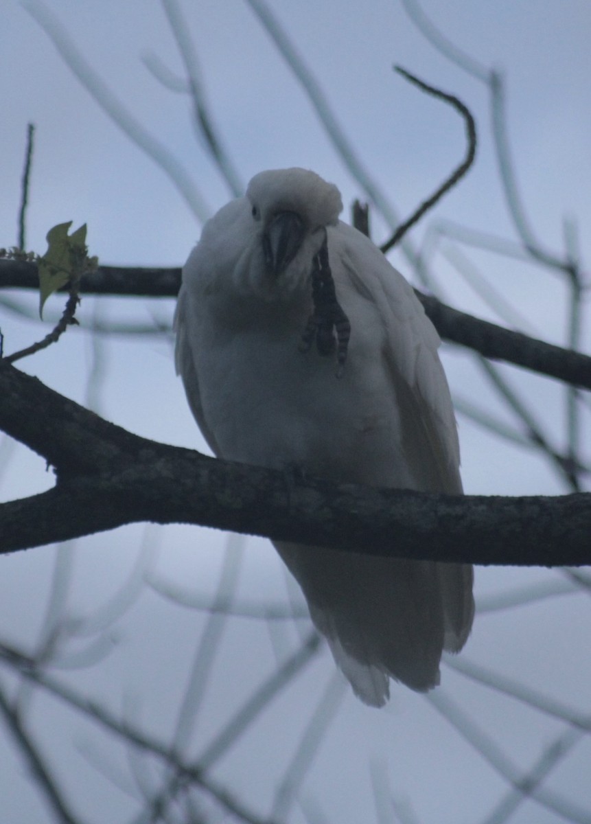 Sulphur-crested Cockatoo - ML646542179