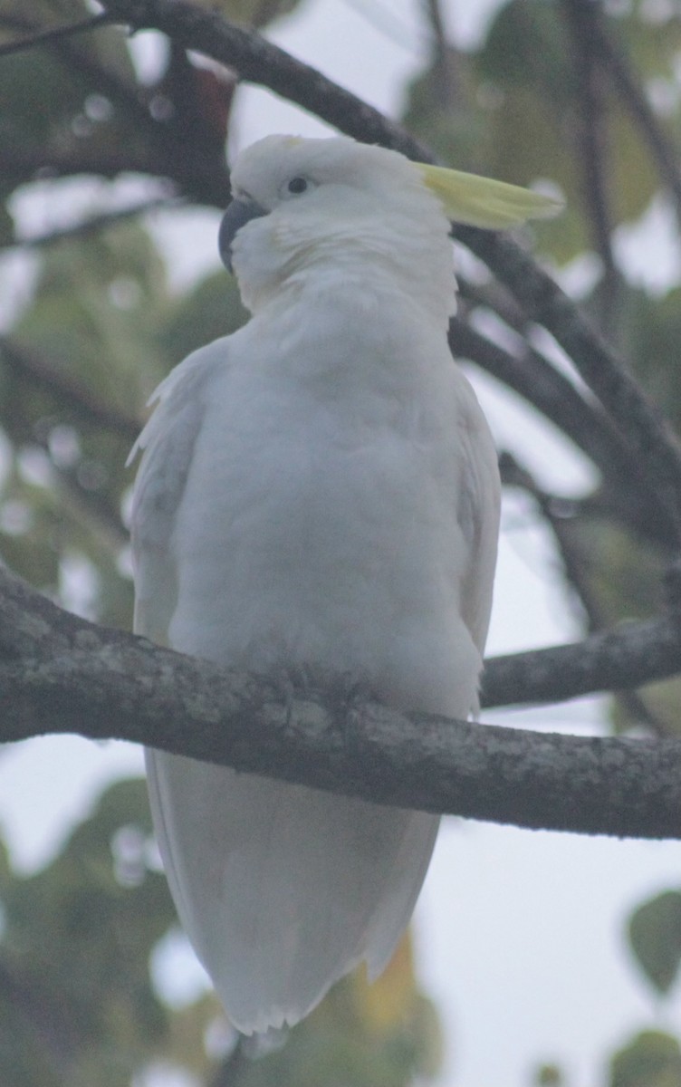 Sulphur-crested Cockatoo - ML646542180