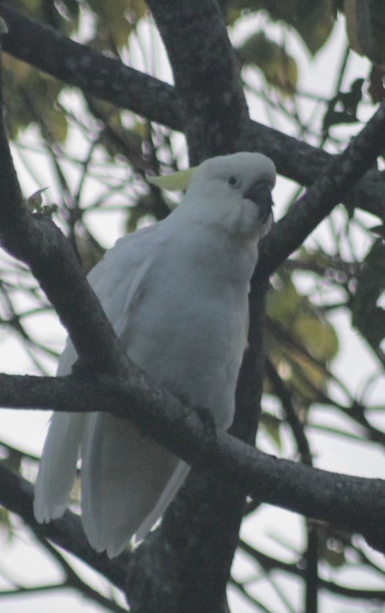 Sulphur-crested Cockatoo - ML646542181